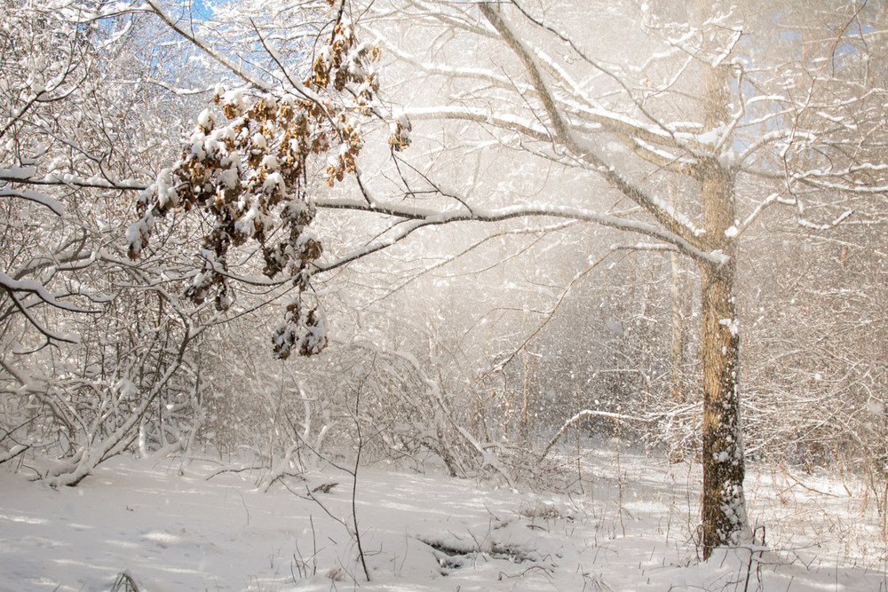Фотографія Объятья зимы / Инесса Боярчук / photographers.ua
