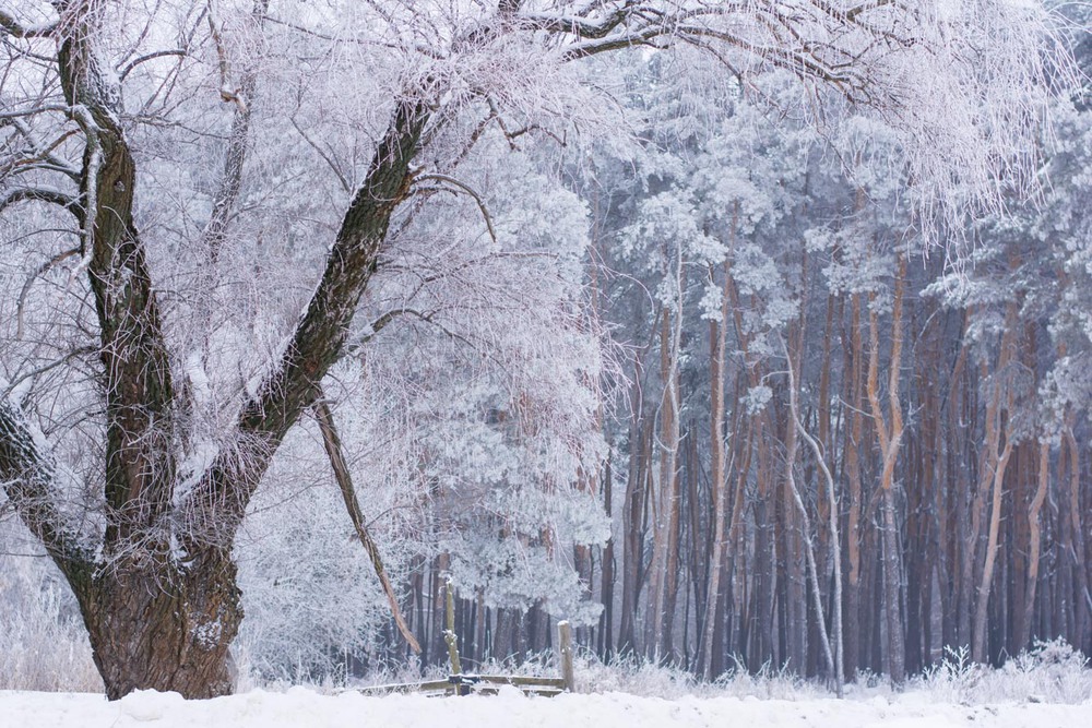 Фотографія Еще немного зимы... / Инесса Боярчук / photographers.ua