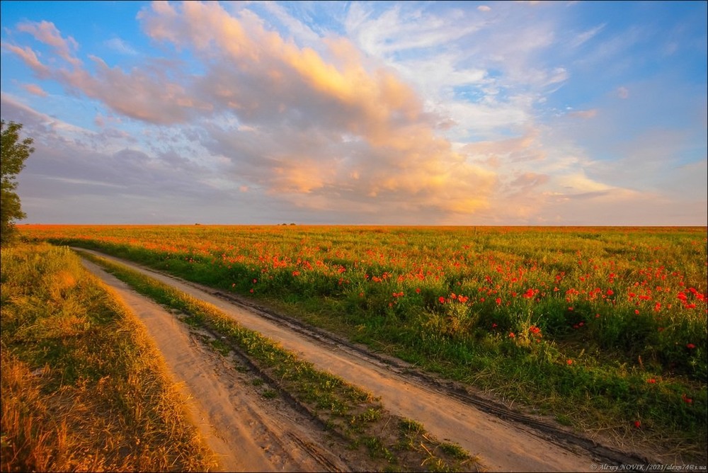 Фотографія Летнее / Alex Novik / photographers.ua