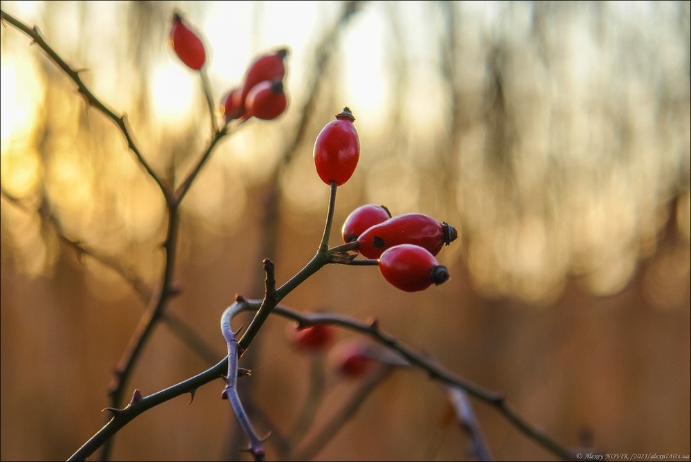 Фотографія Жанр / Alex Novik / photographers.ua