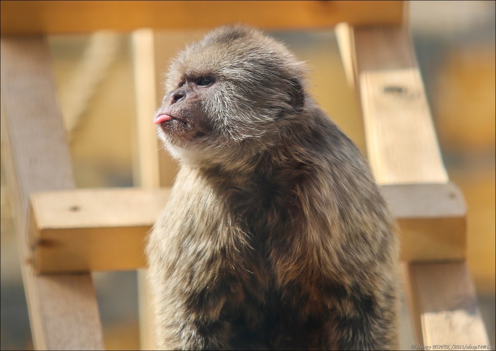 Фотографія Животные / Alex Novik / photographers.ua