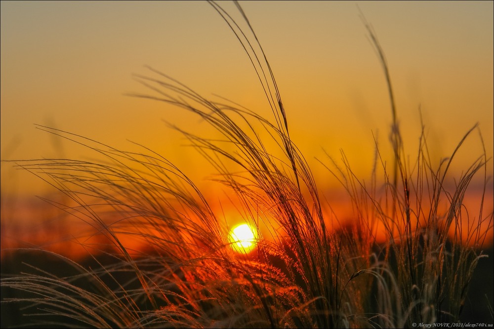 Фотографія Закат в ковіле / Alex Novik / photographers.ua
