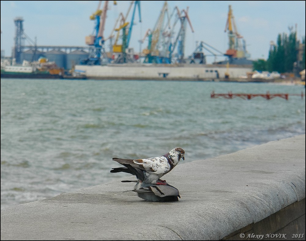 Фотографія Любовь и голуби / Alex Novik / photographers.ua