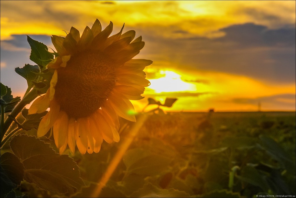 Фотографія Пейзаж / Alex Novik / photographers.ua