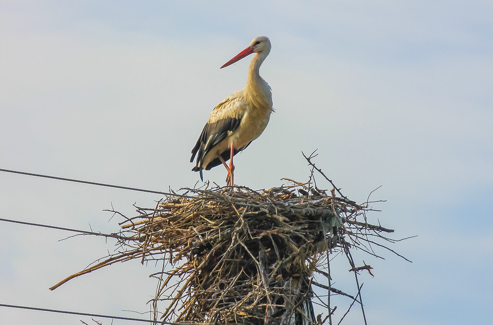 Фотографія Разное / Alex Novik / photographers.ua