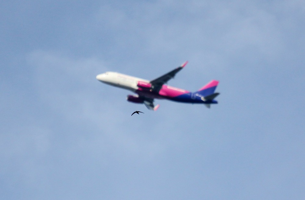 Фотографія Две птицы / Alex Novik / photographers.ua