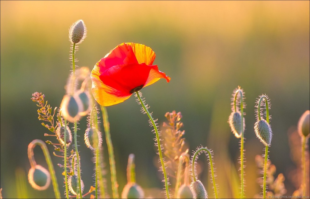 Фотографія Натюрморт / Alex Novik / photographers.ua