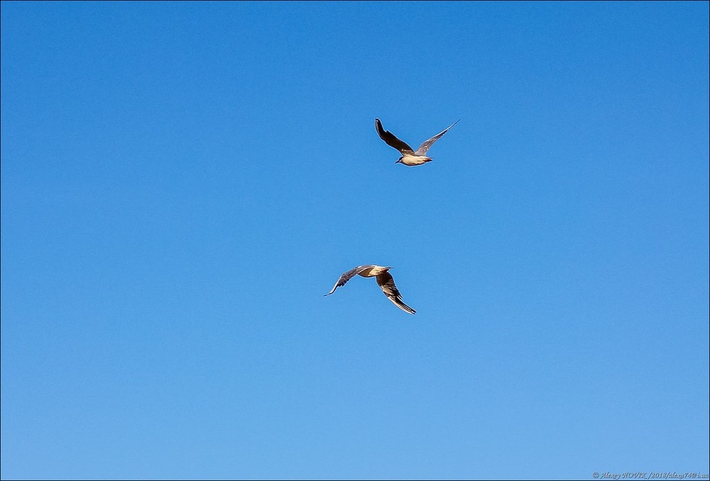 Фотографія Животные / Alex Novik / photographers.ua