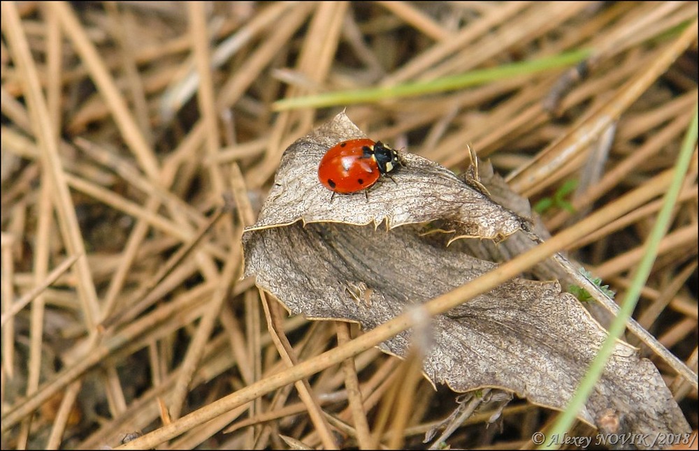 Фотографія Жанр / Alex Novik / photographers.ua