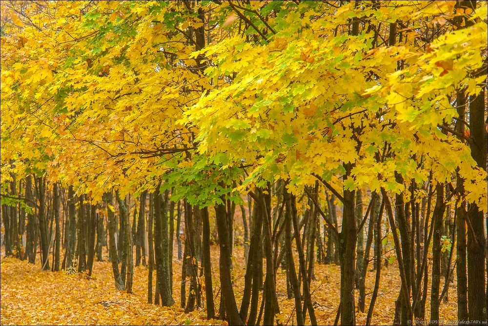 Фотографія Пейзаж / Alex Novik / photographers.ua