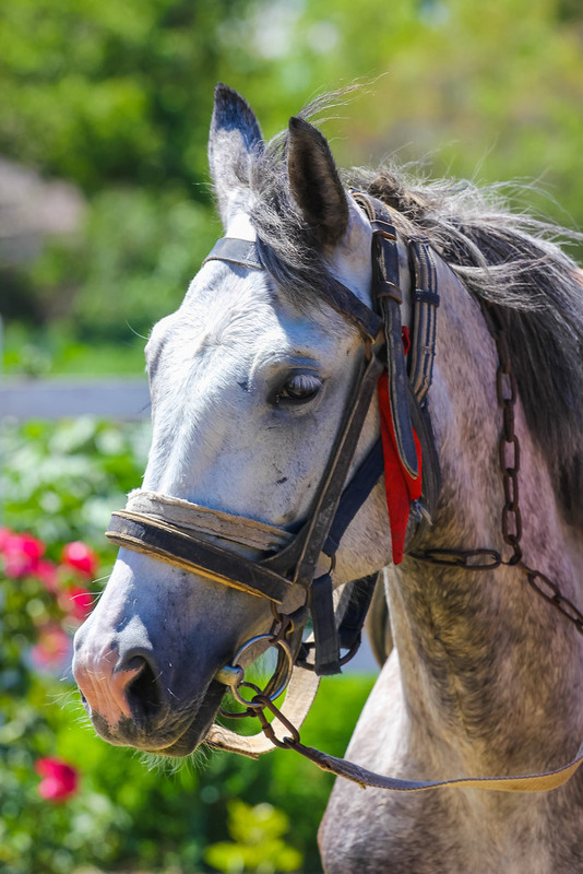 Фотографія Животные / Alex Novik / photographers.ua