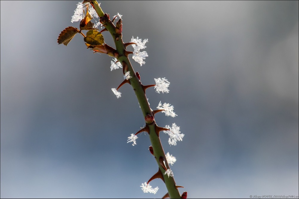 Фотографія Макро / Alex Novik / photographers.ua