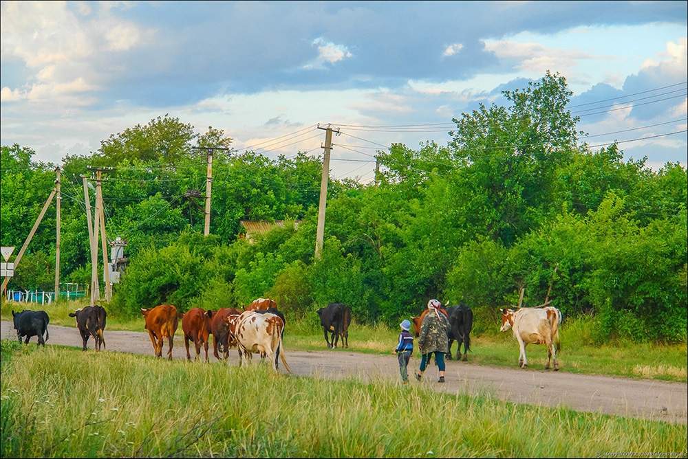 Фотографія Пастушок / Alex Novik / photographers.ua