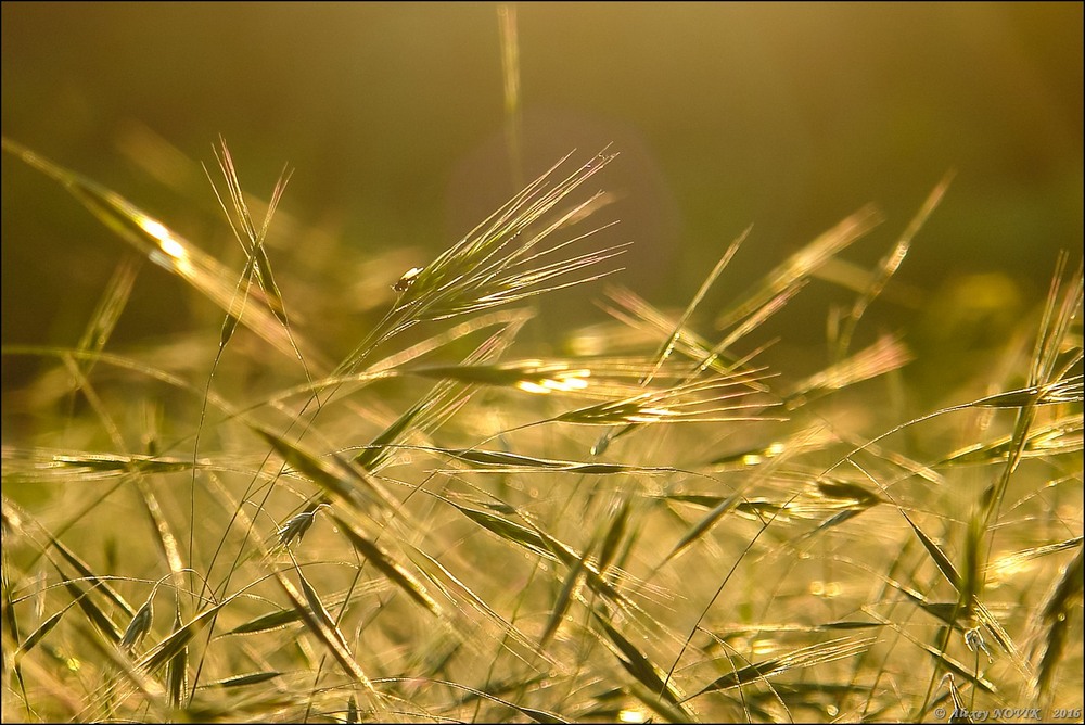 Фотографія Жанр / Alex Novik / photographers.ua