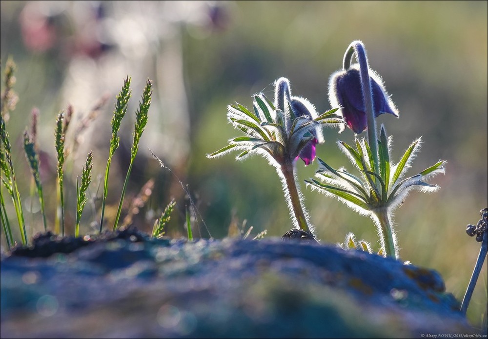 Фотографія Натюрморт / Alex Novik / photographers.ua