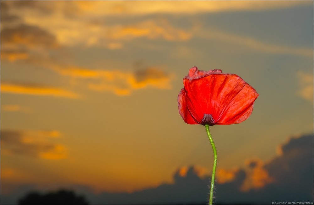 Фотографія Жанр / Alex Novik / photographers.ua