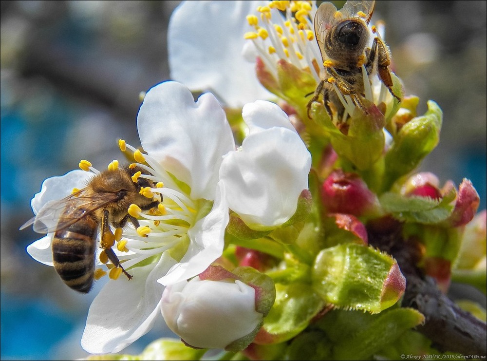 Фотографія Макро / Alex Novik / photographers.ua