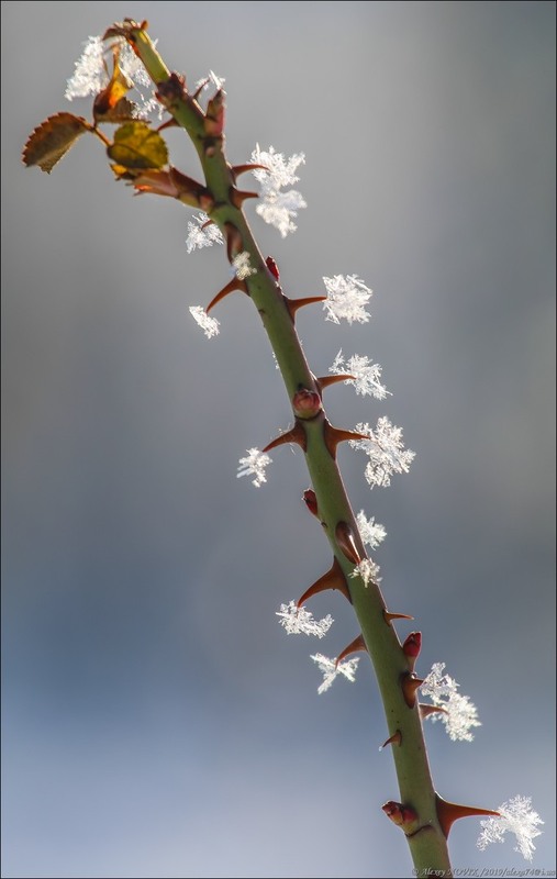 Фотографія Макро / Alex Novik / photographers.ua