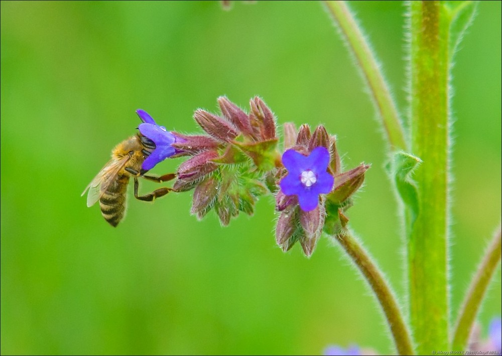 Фотографія Макро / Alex Novik / photographers.ua