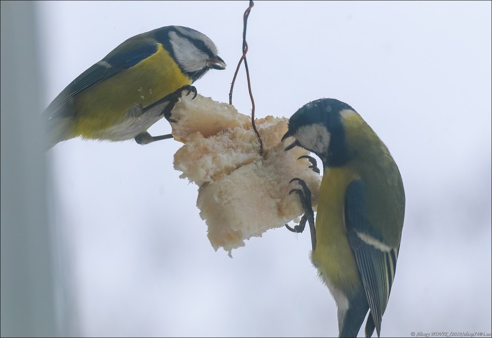 Фотографія Животные / Alex Novik / photographers.ua