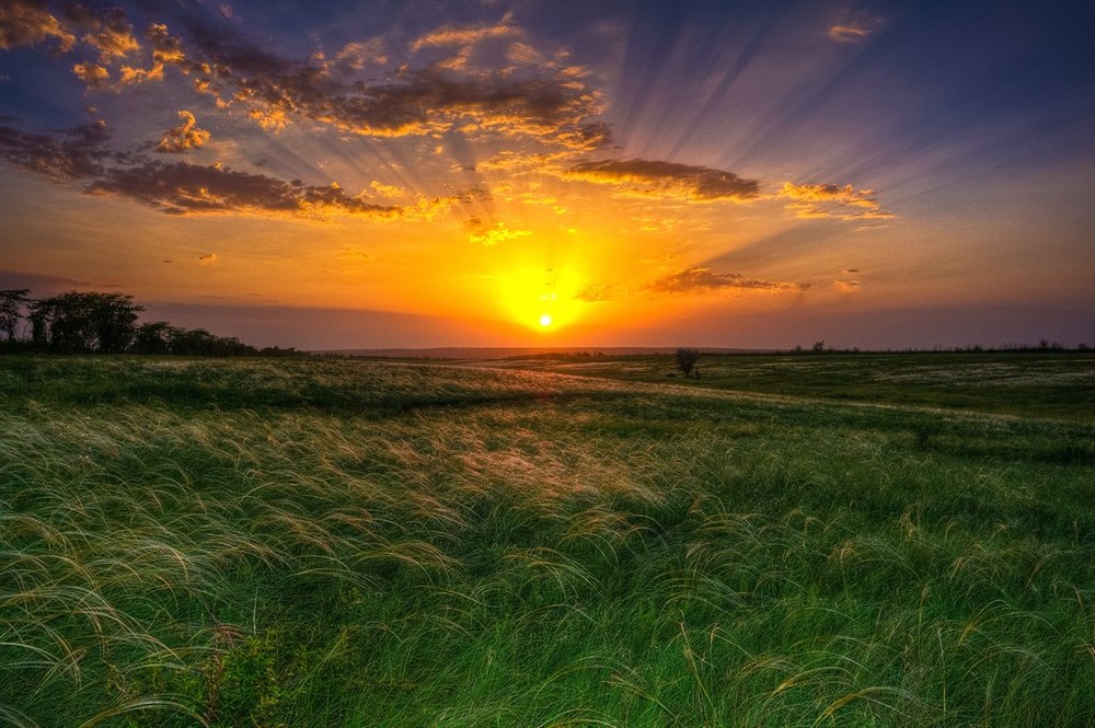 Фотографія Ковыльный закат / Alex Novik / photographers.ua