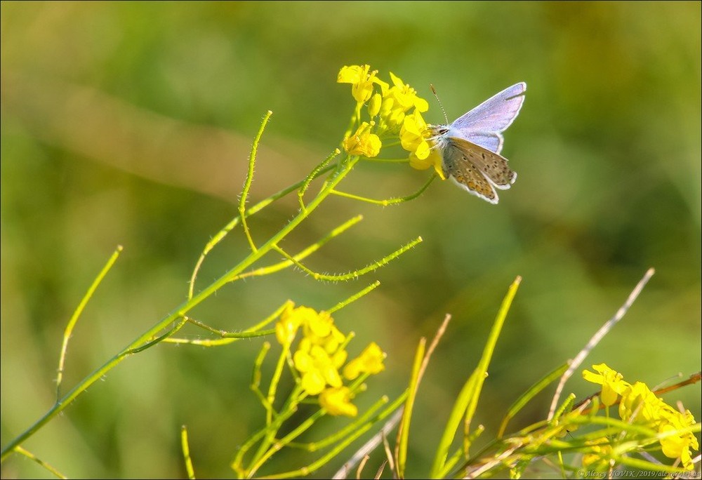 Фотографія Жанр / Alex Novik / photographers.ua
