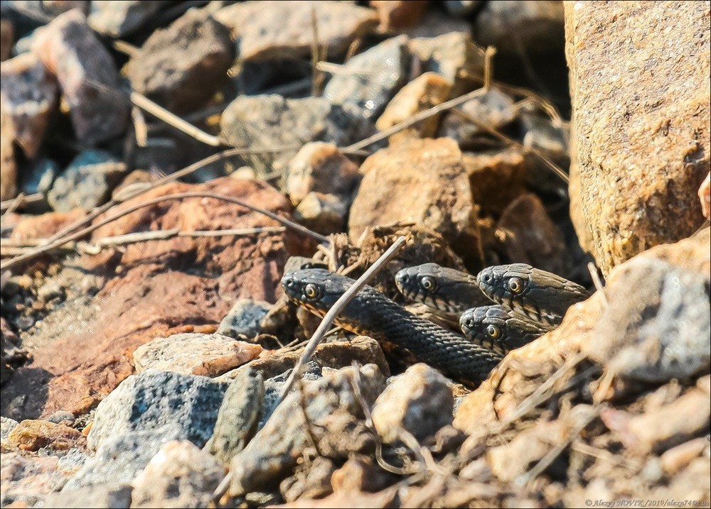 Фотографія Змей Горыныч / Alex Novik / photographers.ua