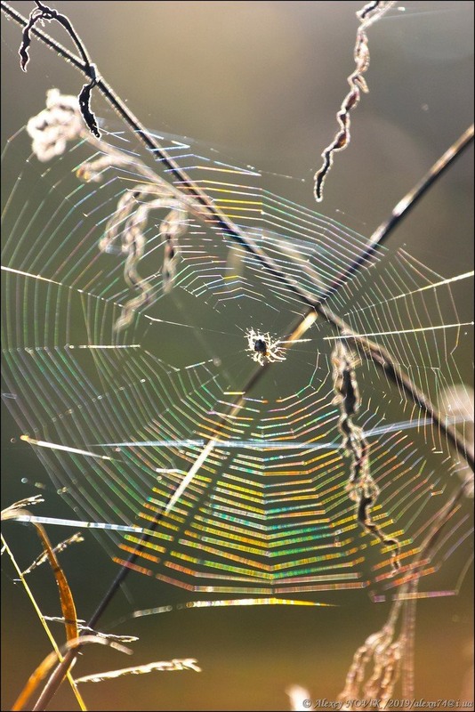 Фотографія Бабье лето / Alex Novik / photographers.ua