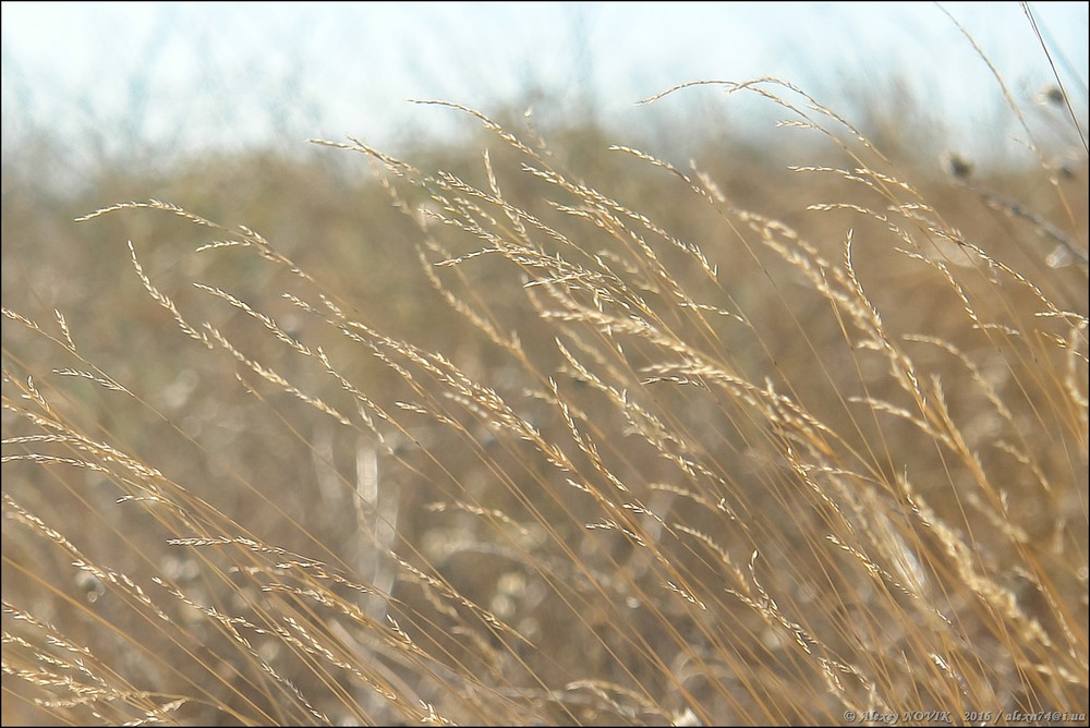 Фотографія Жанр / Alex Novik / photographers.ua