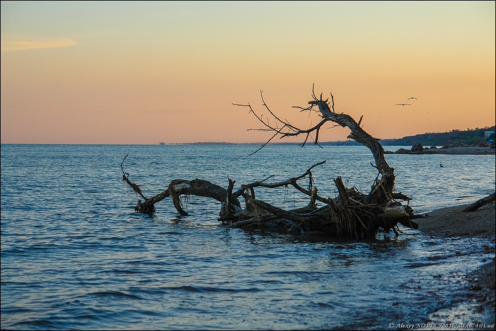 Фотографія Морской дракон на закате / Alex Novik / photographers.ua