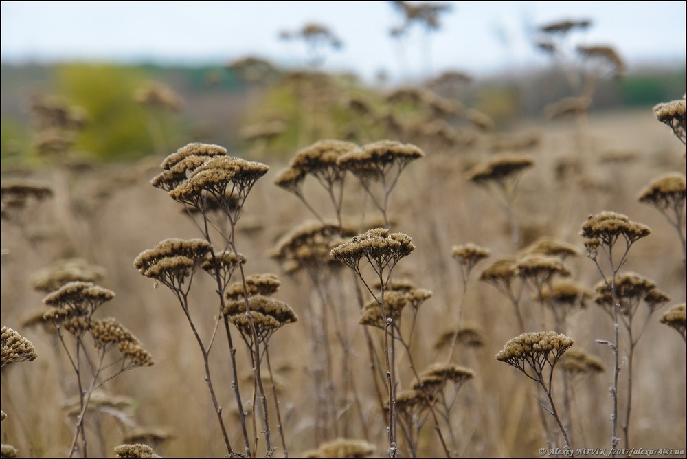 Фотографія Пейзаж / Alex Novik / photographers.ua