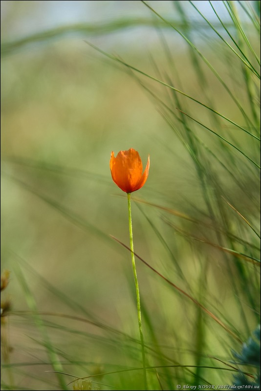Фотографія Пейзаж / Alex Novik / photographers.ua