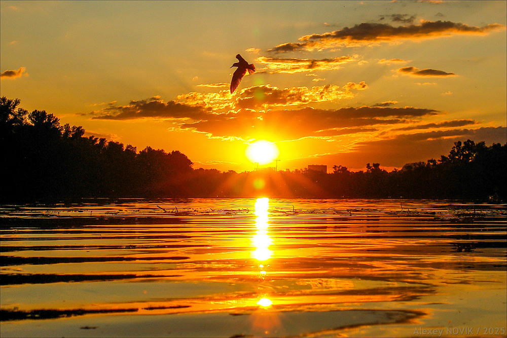 Фотографія Экватор лета / Alex Novik / photographers.ua