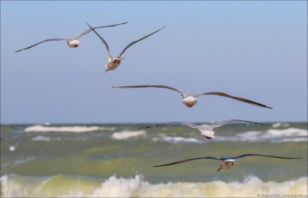 Фотографія Чайки / Alex Novik / photographers.ua