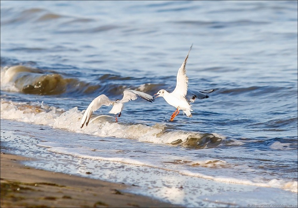 Фотографія Животные / Alex Novik / photographers.ua
