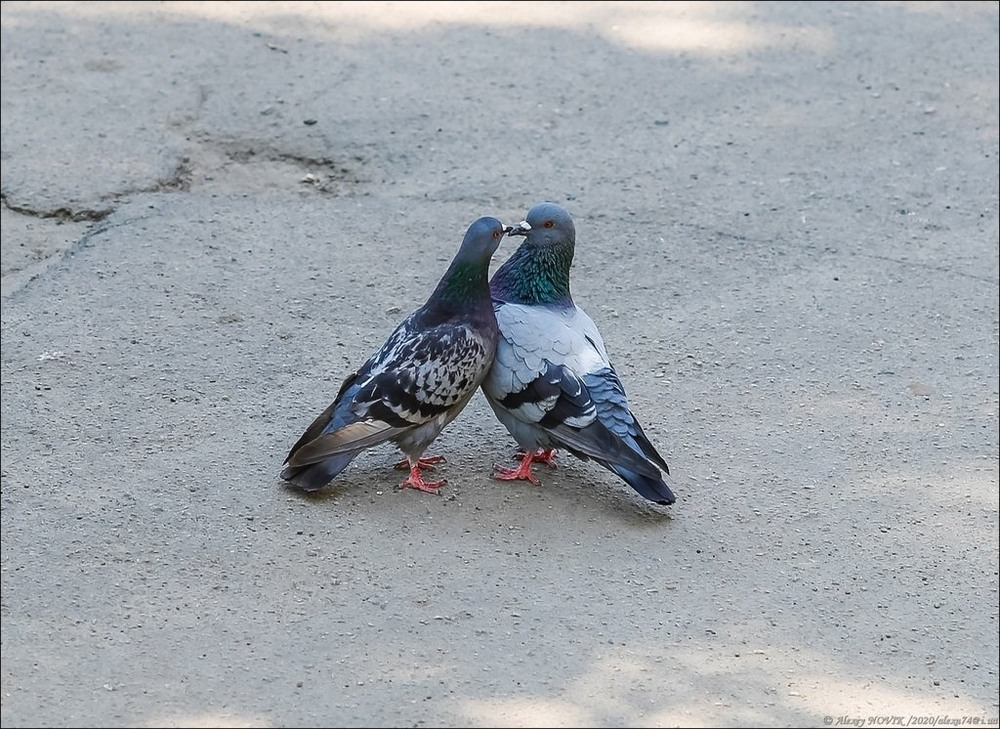 Фотографія Животные / Alex Novik / photographers.ua