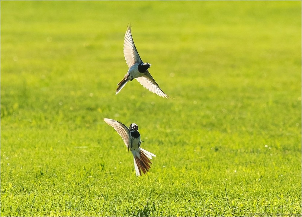 Фотографія Животные / Alex Novik / photographers.ua