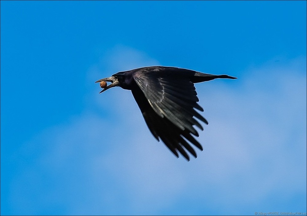 Фотографія Животные / Alex Novik / photographers.ua