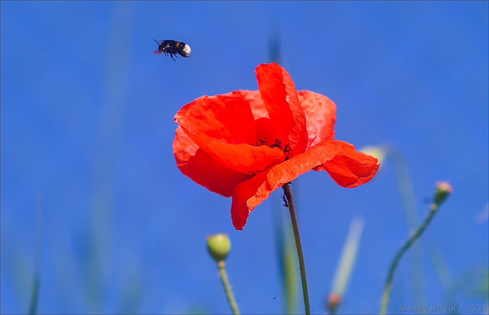 Фотографія Мак / Alex Novik / photographers.ua