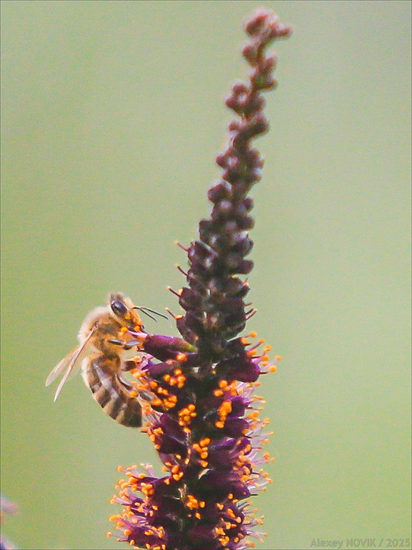 Фотографія Пчела / Alex Novik / photographers.ua