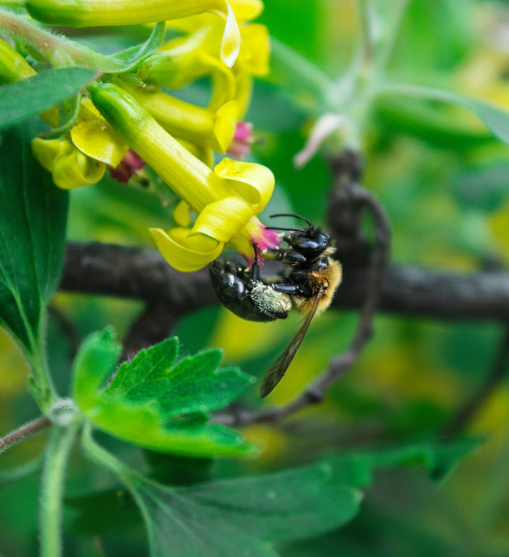 Фотографія Смородина, май / Yaroslav Gubar / photographers.ua