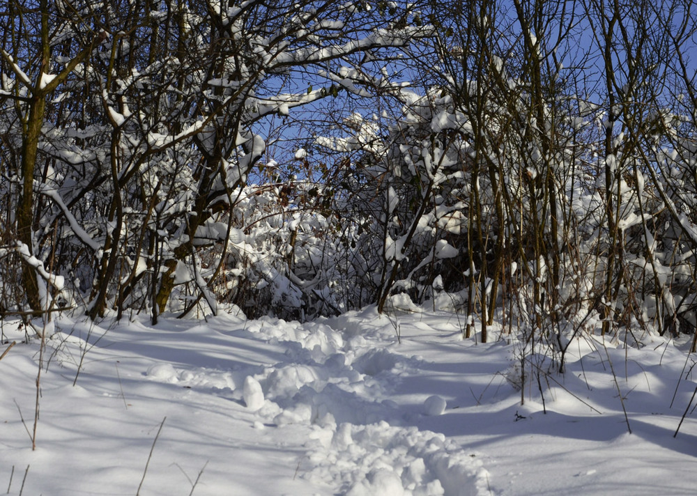 Фотографія В зимнем лесу / Сергей Т. / photographers.ua
