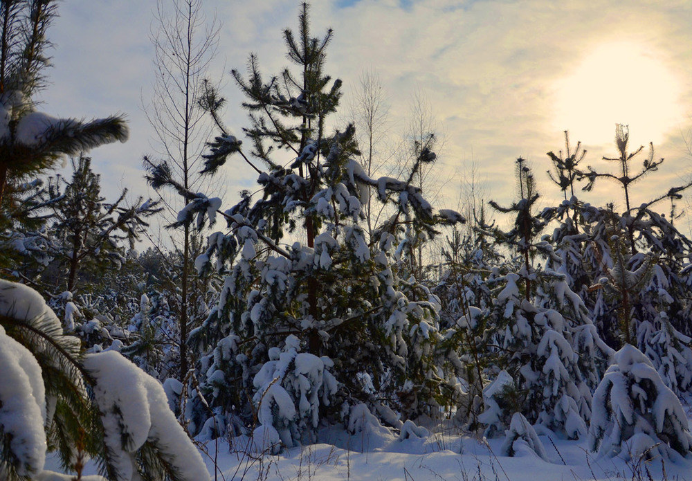 Фотографія Тихий зимний лес / Сергей Т. / photographers.ua