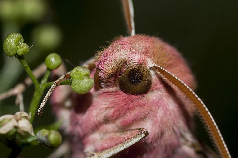 Фотографія Бражник Deilephila elpenor / Vladimir Rayevsky / photographers.ua