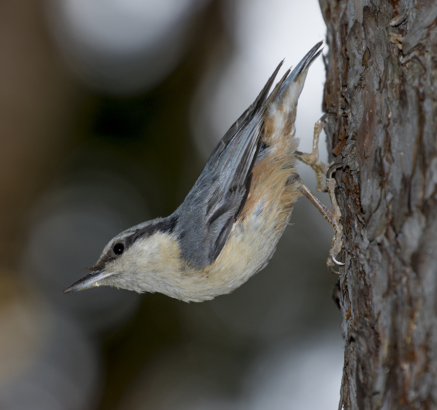 Фотографія Поползень обыкновенный (Sitta europaea) / Vladimir Rayevsky / photographers.ua