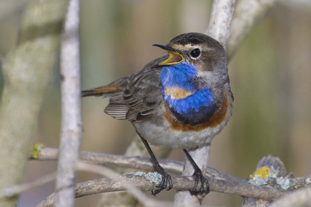 Фотографія Варакушка (Luscinia svecica) / Vladimir Rayevsky / photographers.ua