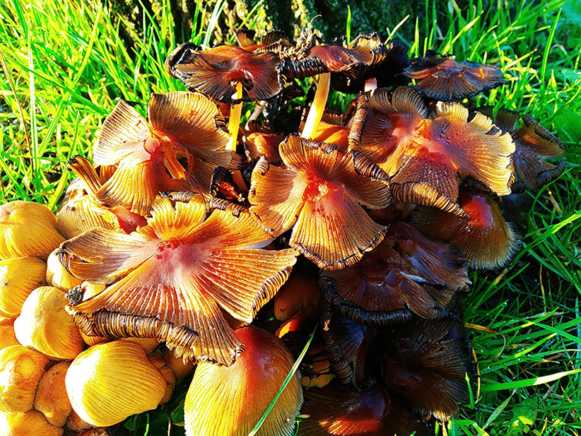 Фотографія Грибочки в парке ... / Игорь Грицюк / photographers.ua