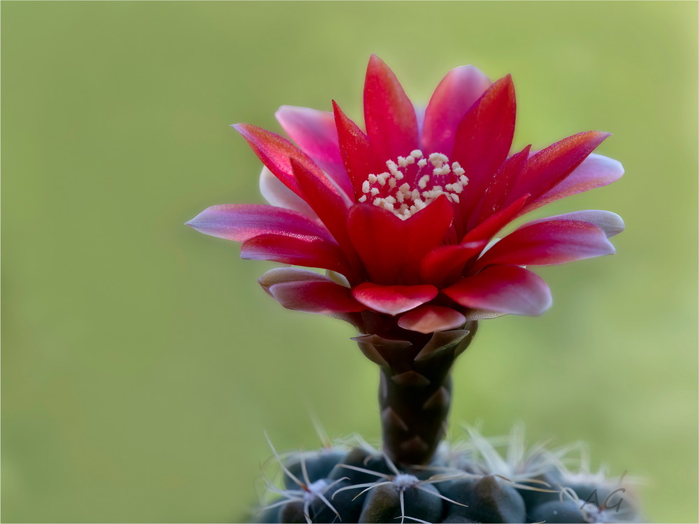 Фотографія Gymnocalycium baldianum / Andrii Snehir / photographers.ua