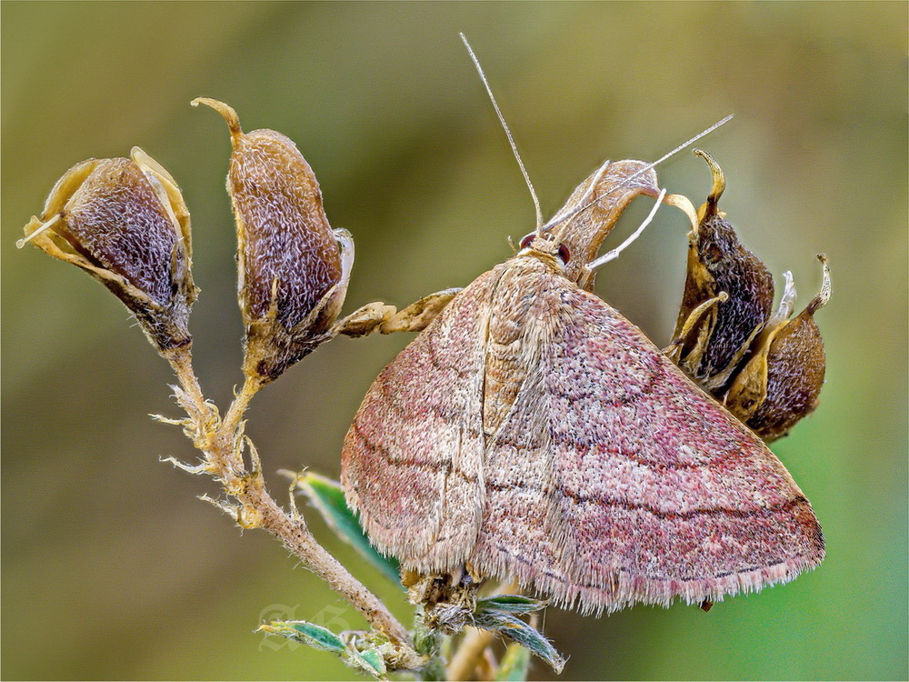 Фотографія Когда одежка в тон / Andrii Snehir / photographers.ua