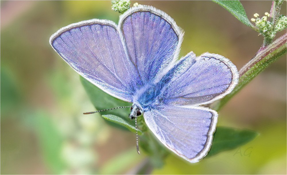 Фотографія Polyommatus icarus / Andrii Snehir / photographers.ua